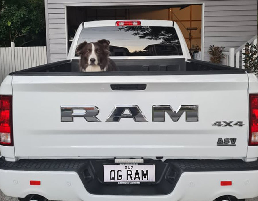 QG Auto's White Dodge Ram 1500 with Queensland personalised plates QGRAM. and black and white border collie sitting in the tray.
